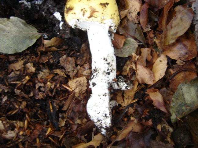 Un paio di funghi da determinare
